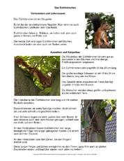 Eichhörnchen-Steckbrief-vereinfachte-Version.pdf